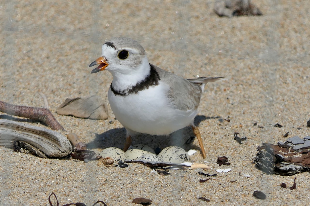 Piping plover nesting on the beach